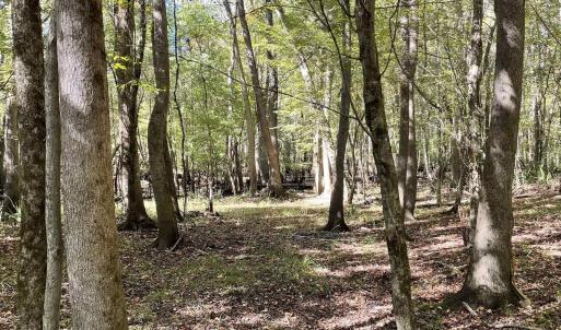 Photo #2 of Martin Luther King Jr. Hwy., Kingstree, SC 141.0 acres
