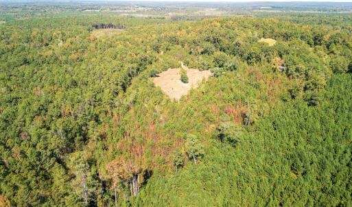 Bird's eye view of a forest
