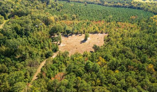 Aerial view of a forest
