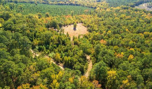 Bird's eye view of a forest