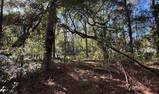 View of local wilderness