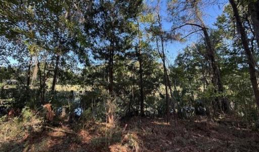 View of local wilderness