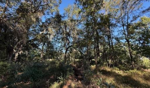 View of local wilderness