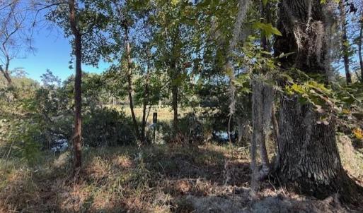 View of local wilderness