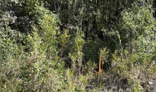 Photo #3 of TBD Old Charleston Rd., Georgetown, SC 2.4 acres