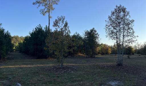 View of grassy yard