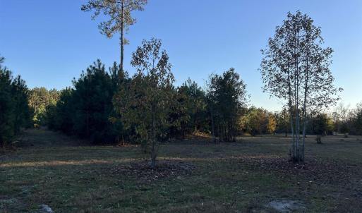 View of grassy yard