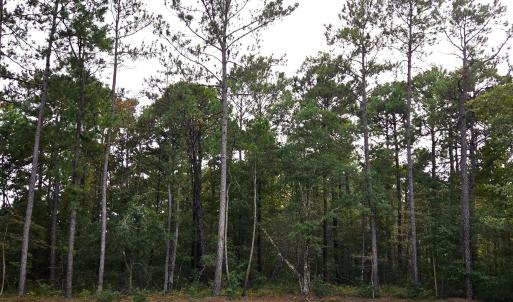 Photo #1 of 885 Martin Luther King Rd., Pawleys Island, SC 3.5 acres