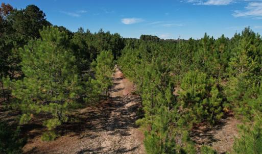 Photo #19 of TBD Sand Plant Rd., Nichols, SC 123.4 acres