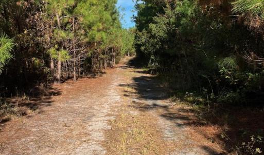 Photo #3 of TBD Sand Plant Rd., Nichols, SC 123.4 acres