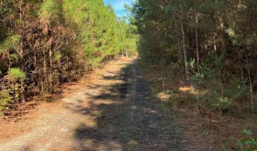 Photo #27 of TBD Sand Plant Rd., Nichols, SC 123.4 acres