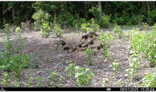 Photo #26 of TBD Sand Plant Rd., Nichols, SC 123.4 acres