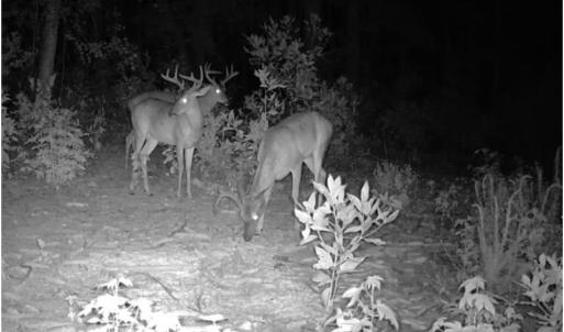 Photo #23 of TBD Sand Plant Rd., Nichols, SC 123.4 acres