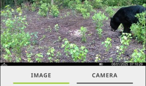 Photo #25 of TBD Sand Plant Rd., Nichols, SC 123.4 acres