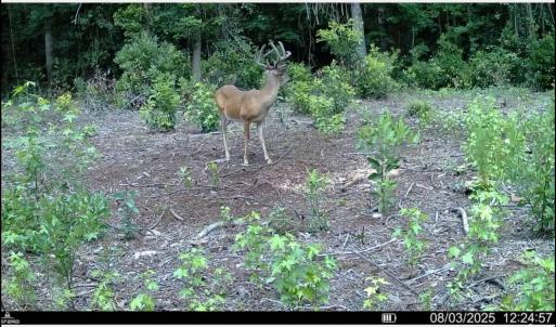 Photo #38 of TBD Sand Plant Rd., Nichols, SC 123.4 acres