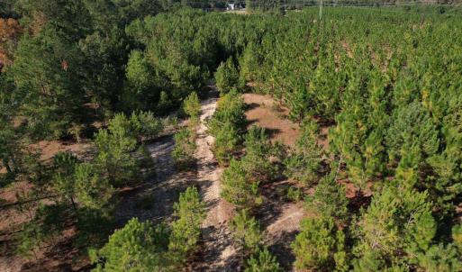 Photo #29 of TBD Sand Plant Rd., Nichols, SC 123.4 acres