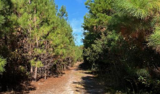Photo #16 of TBD Sand Plant Rd., Nichols, SC 123.4 acres