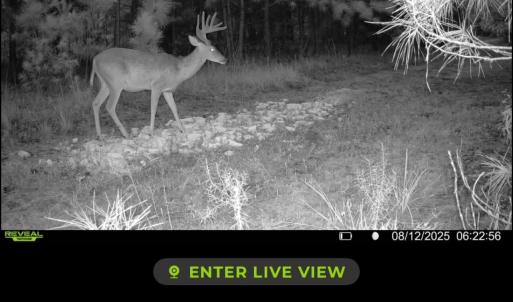 Photo #36 of TBD Sand Plant Rd., Nichols, SC 123.4 acres