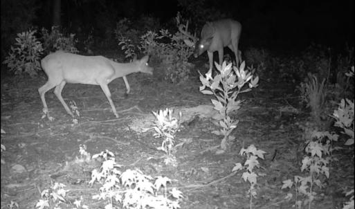Photo #24 of TBD Sand Plant Rd., Nichols, SC 123.4 acres