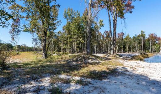 View of tree filled area