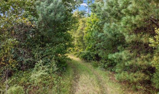 Photo #6 of TBD Old Reaves Ferry Rd., Conway, SC 35.6 acres