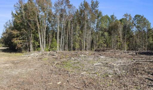 View of tree filled area