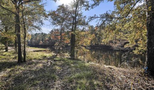 View of tree filled area