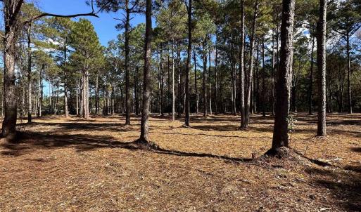 View of local wilderness