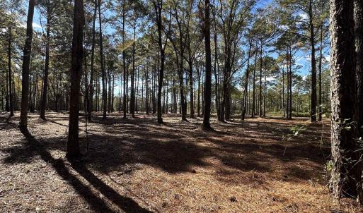 View of local wilderness
