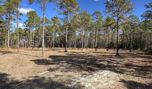 View of tree filled area