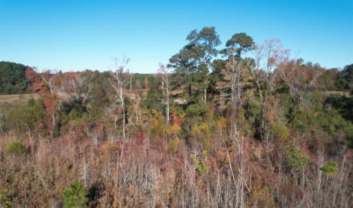 View of tree filled area