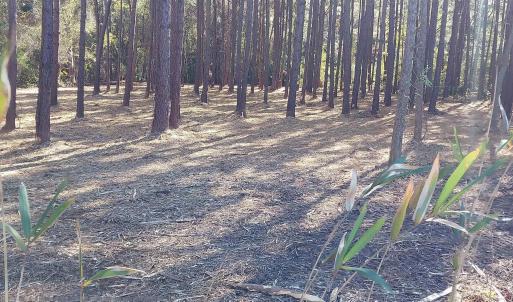 Photo #1 of Millers Rd., Mullins, SC 3.1 acres