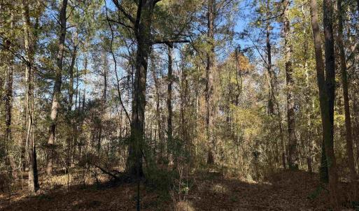 Photo #5 of 793 Puncheon Creek Dr., Andrews, SC 26.1 acres