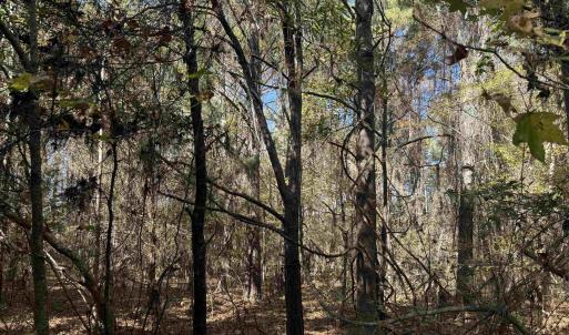 Photo #4 of 793 Puncheon Creek Dr., Andrews, SC 26.1 acres