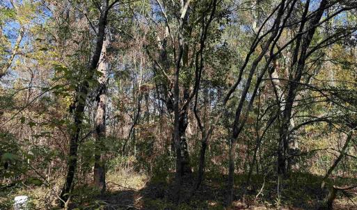 Photo #6 of 793 Puncheon Creek Dr., Andrews, SC 26.1 acres