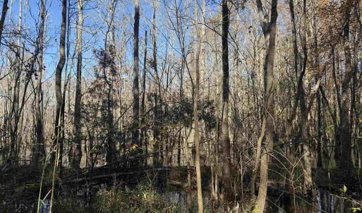 Photo #7 of 793 Puncheon Creek Dr., Andrews, SC 26.1 acres