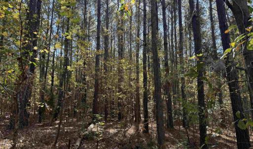 Photo #3 of 793 Puncheon Creek Dr., Andrews, SC 26.1 acres