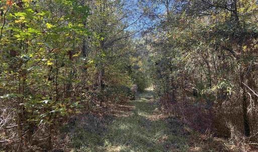 Photo #2 of 793 Puncheon Creek Dr., Andrews, SC 26.1 acres