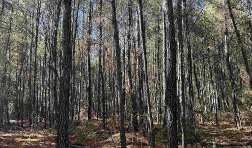 Photo #9 of 793 Puncheon Creek Dr., Andrews, SC 26.1 acres