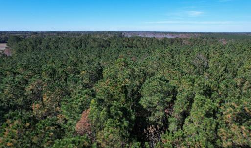 Photo #10 of 793 Puncheon Creek Dr., Andrews, SC 26.1 acres