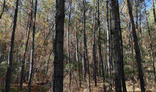 Photo #8 of 793 Puncheon Creek Dr., Andrews, SC 26.1 acres