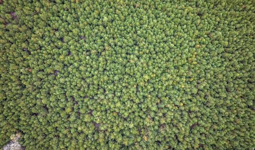 Photo #16 of lots 3-9 Creek Landing Rd, Nichols, SC 25.2 acres