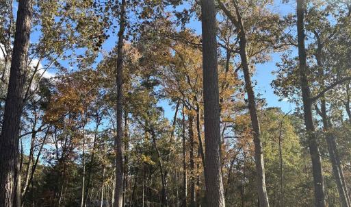 View of tree filled area