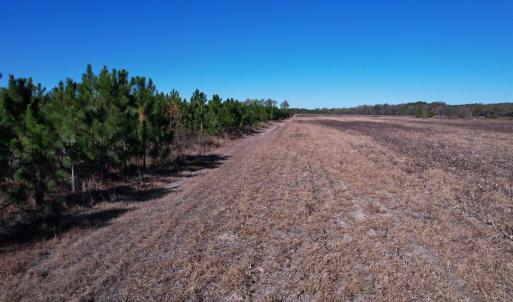 Photo #9 of 53.86 Acres-TBD Pate Rd, Bishopville, SC 53.9 acres