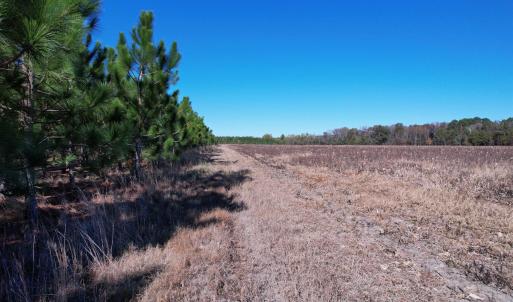 Photo #13 of 53.86 Acres-TBD Pate Rd, Bishopville, SC 53.9 acres