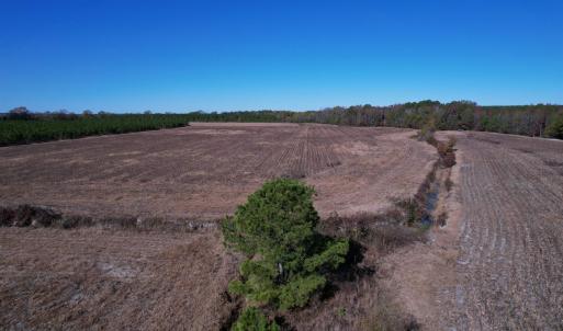 Photo #11 of 53.86 Acres-TBD Pate Rd, Bishopville, SC 53.9 acres