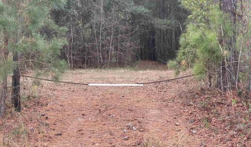 View of tree filled area