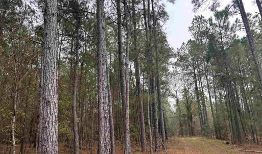 View of tree filled area