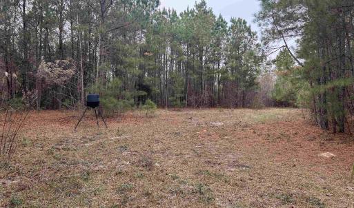 View of yard featuring a view of trees