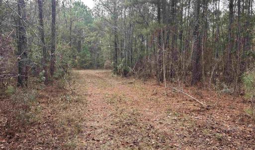View of tree filled area